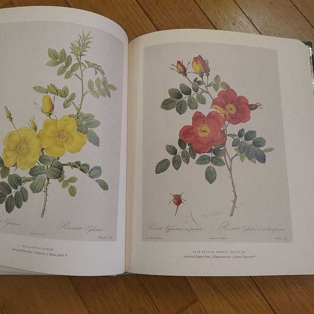 [USED] The Roses by Pierre Joseph Redouté