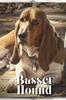 Книга Basset Hound : Dog Breed Overview and Guide