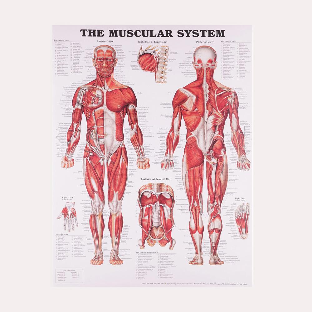Плакат «Анатомическая мышечная система», схема анатомии человеческого тела, медицинский образовательный холст для школьного декора