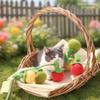 Кошки – Игрушки для кошек