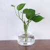 Avocado Seed Starter Transparent Glass Vase For Growing Plant Gardening Lover DIY Kit Home Decoration Gift Idea