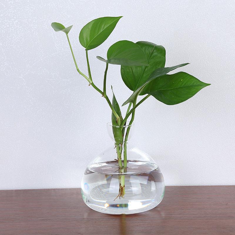 Avocado Seed Starter Transparent Glass Vase For Growing Plant Gardening Lover DIY Kit Home Decoration Gift Idea