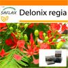 Garden in the Bag - Flamboyant - 6 семян - С субстратом в подходящем пакете-стойке - Delonix regia