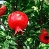 Bottu Pomegranate Juice 100ml 80ml 30 pouches 1 box