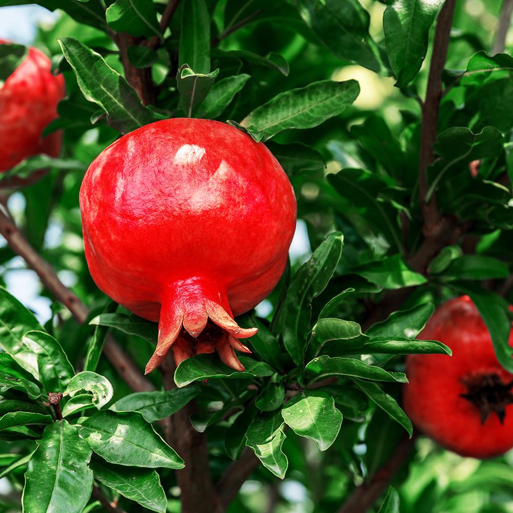 Bottu Pomegranate Juice 100ml 80ml 30 pouches 1 box