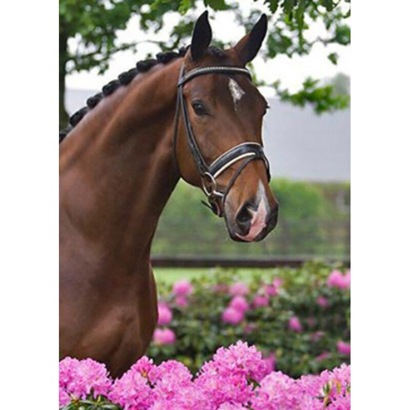 Новый 5D DIY пейзаж алмазная живопись Лошадь Алмазная вышивка животное вышивка крестиком полная круглая дрель домашний декор ручной подарок