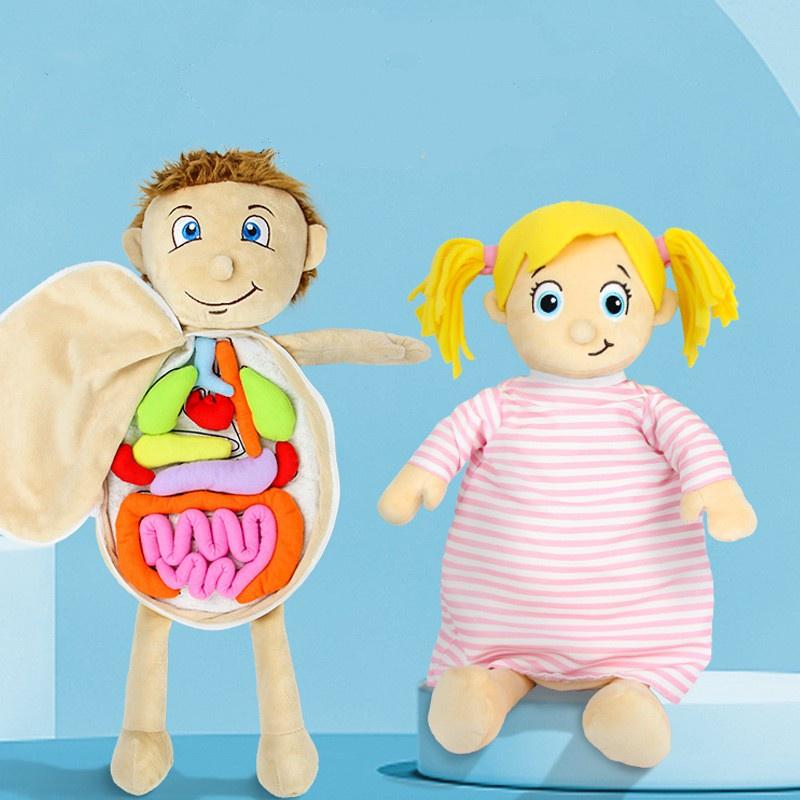 Organ Anatomy Plush Toy Montessori Preschool Teaching Aid