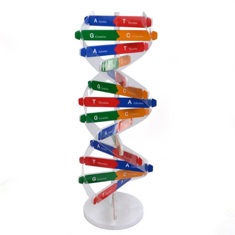 DNA Double Helix Science Popularization Teaching Models Teaching Tools Early Education Toy Human Genes For Kids Test Kit