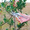 Takagi Sun Garden Pruning Shears 200mm Aluminum Die-Cast Stainless Steel Blades for Thick Branches Gardening Tool