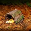 Simulation Tree Hole Shelter Escape Cave Lizard Hideaway Shelter Reptile Cave  Terrarium Decoration