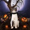 Pet Dog Halloween Spider Costume, Cat/Puppy Cosplay Spider Harness Costume Halloween Pet Dress Up Costumes Outfit, S