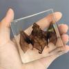 Resin Insect Specimen Block – Real In Clear Epoxy For Science, Education, And Home Décor