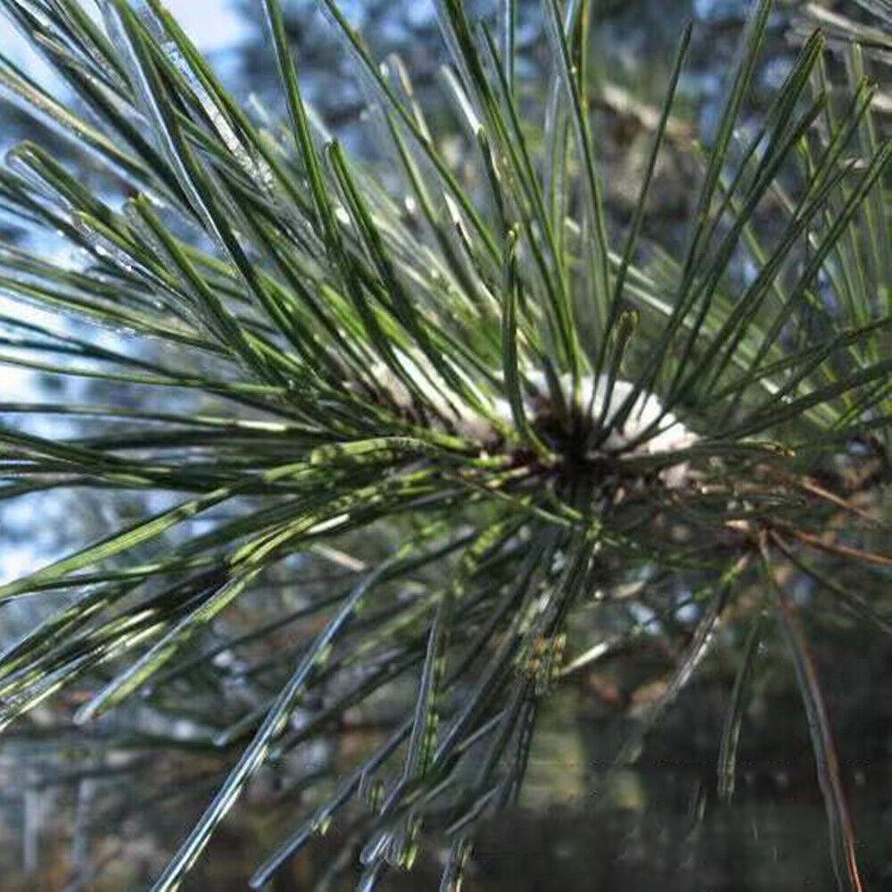 Чай из сосновых иголок органический рассыпной для поддержки дыхания и повышения иммунитета 500 г