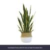 Nordic Large Decorative Sansevieria & Monstera Ornament - Green Floor Plant for Living Room