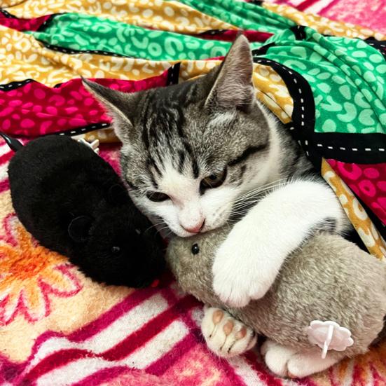 Wind-Up Mouse Cat Toy Realistic Furry Mouse Interactive Pet Toy Funny Moving Mouse for Chasing And Pouncing Play Stimulates Cats Hunting Instincts