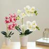Real Touch Simulation Phalaenopsis 11 Heads Artificial Orchid Flower  Bedroom