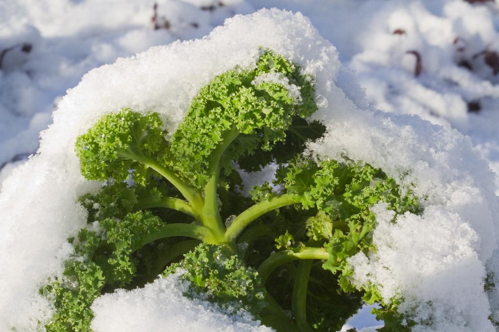SAFLAX Organic - Капуста - Westland Winter - 70 семян - Brassica oleracea