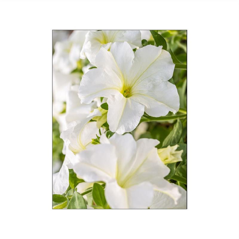 Одуванчики, цветы, постер, настенная живопись на холсте, полевой цветок, пейзаж, ромашка, полевые фотографии, спальня, домашняя комната, Настенный декор, принты