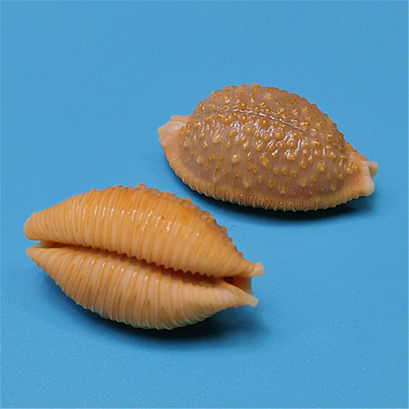 Редкий натуральный экземпляр раковины каури для аквариума или средиземноморского домашнего декора