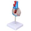 Heart Model Human Transparent Design Multipurpose Heart Teaching Model for Medical Teaching Aids