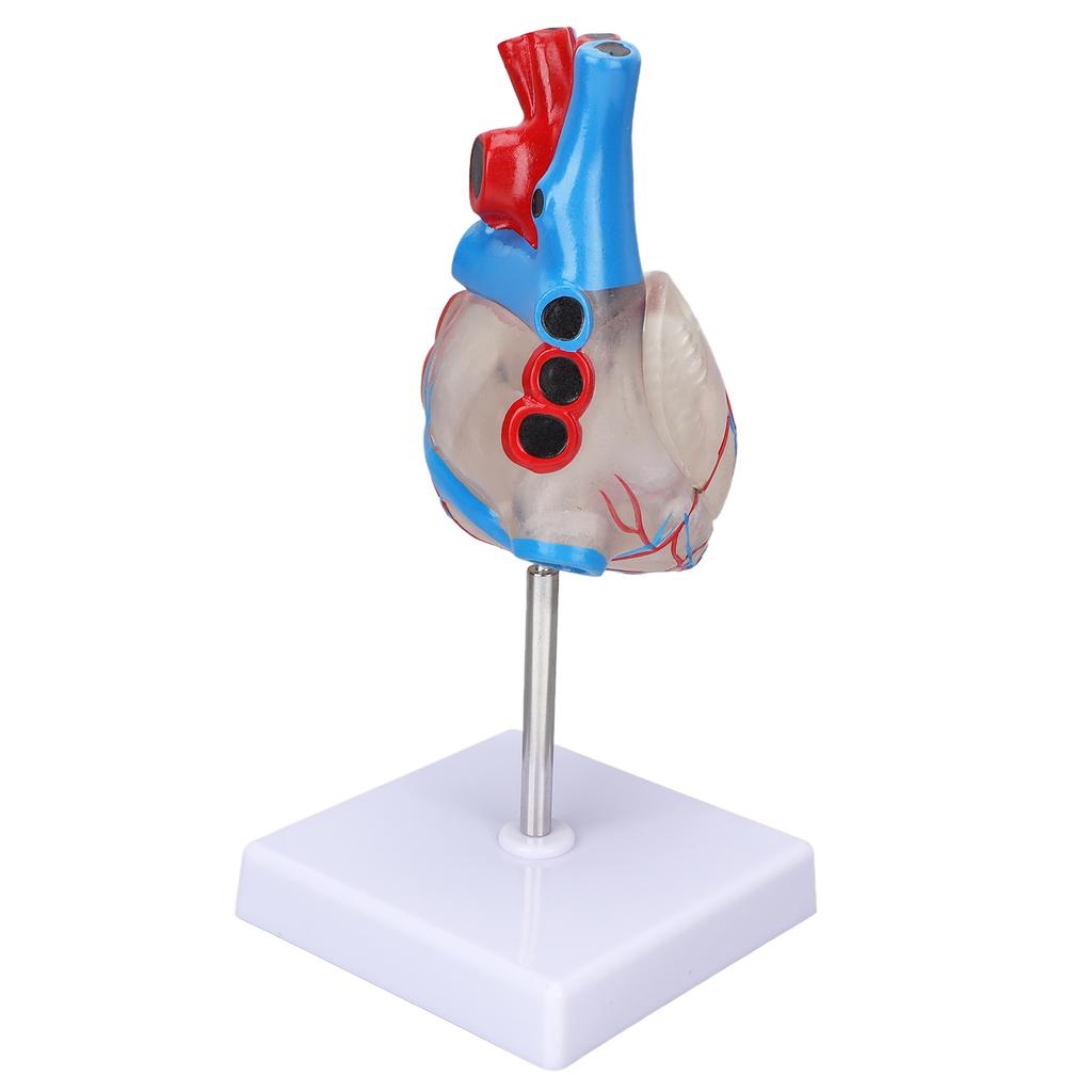 Heart Model Human Transparent Design Multipurpose Heart Teaching Model for Medical Teaching Aids