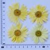 Marguerite Scrapbooking Epoxy Resin Blingbling Natural Plant Eco-friendly Real Pressed Flower Valentine's Day Graduation Easter