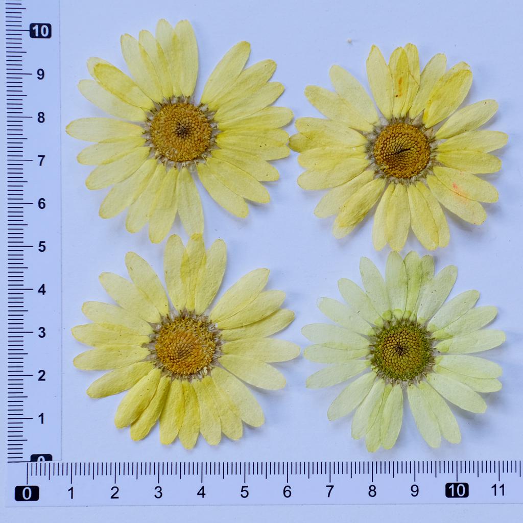 Marguerite Scrapbooking Epoxy Resin Blingbling Natural Plant Eco-friendly Real Pressed Flower Valentine's Day Graduation Easter