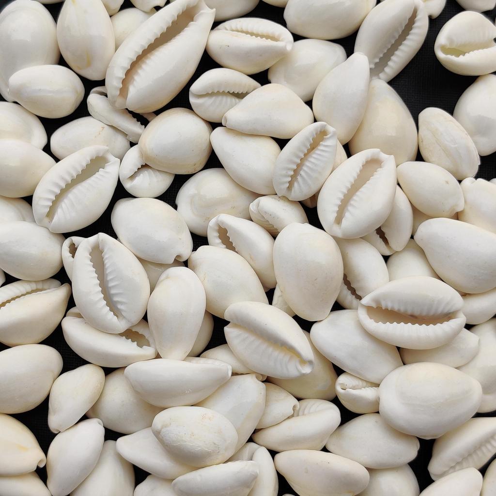 Natural Healing White Cowrie Shell, Sea Shell For Jewelry Making Use Shell, Polished Cowrie Shell, White Sea Shell Lot.