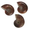 Crystal Gemstone Natural Iridescent Ammonite Specimen Fossil Ammolite Facet Madagascar Stone