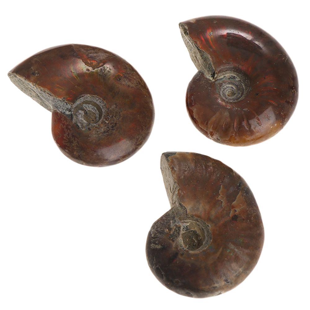 Crystal Gemstone Natural Iridescent Ammonite Specimen Fossil Ammolite Facet Madagascar Stone