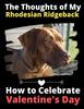 Книга The Thoughts of My Rhodesian Ridgeback : How To Celebrate Valentine's Day