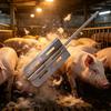 Portable Hog Hair Scraper Stainless Steel Hog Hair Shaver Wear-resistant Hog Trimmer  Farm