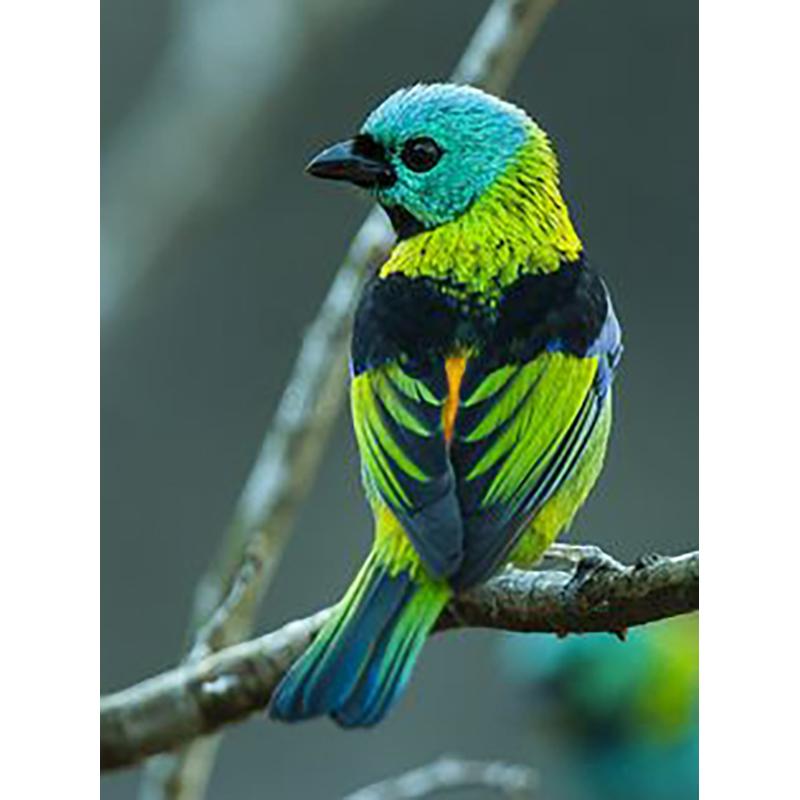 Round Diamond Painting DIY Cross Stitch Kit Bird Painting 5D Rhinestone Embroidery Mosaic Cross Stitch Wall Art Home Decor