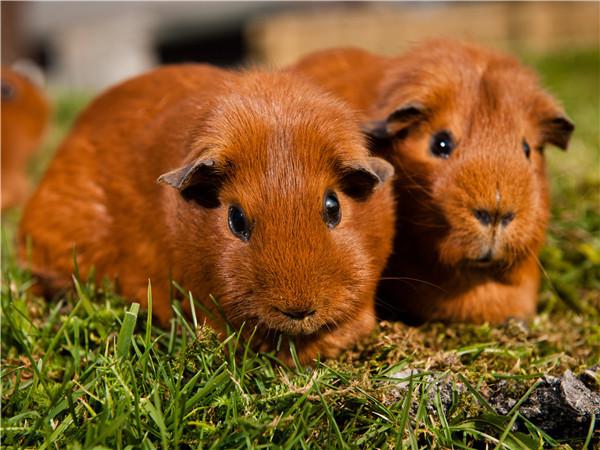 5d Алмазная картина Новые поступления Морская свинка Вышивка крестиком Домашняя крыса Мозаика Мышь Домашний декор