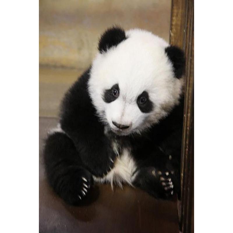DIY Панда 5D алмазная живопись полная круглая дрель животное Алмазная вышивка крестиком мозаичные наборы настенное искусство домашний декор подарок