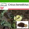 Улица. Чертополох Бенедикта - 50 семян - С субстратом для лучшего выращивания - Cnicus benedictus