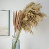 1 пучок сушеных тростниковых цветов, натуральные растения, сушеные пампасные травы, украшения для гостиной, обеденные столы, вечерние украшения для прихожей