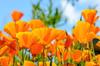 150 California Poppy Seeds - Melliferous Flowers - Reproducible Peasant Seeds - SemiWild