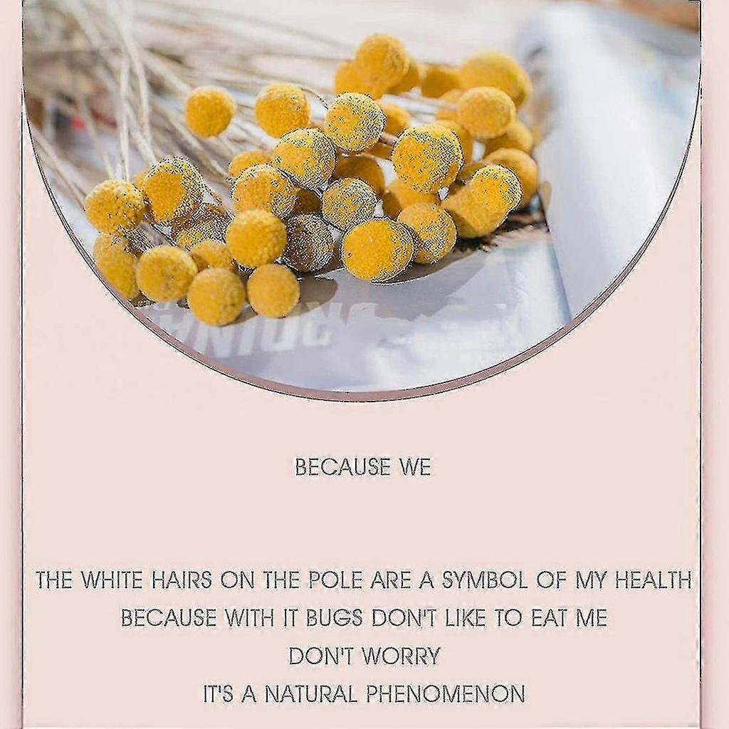 40pcs Dried Craspedia Flowers Dried Billy Button Balls Flowers,dried Flower Bouquet For Arrangement-fast Delivery (best)