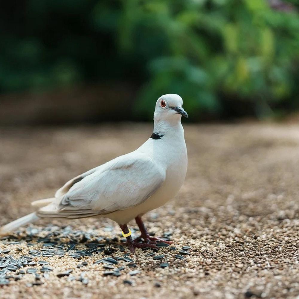 100 шт. Пластиковые кольца-метки для ног птицы, смешанные цвета, кольца-знаки для ног птиц, идентификация кур