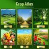 Brassinosteroid Plant Growth Regulator