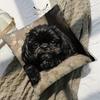 Vikama Modern Black Shih Tzu Pillowcase Ultra-Soft Fleece Single-Sided Printed For Sofas Bedrooms Living Rooms