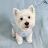 West Highland Home Physiological Pants Spring and Summer New Breathable Air Conditioning Clothing Dog Bag Belly Clothing Small Dog Bichon Dou