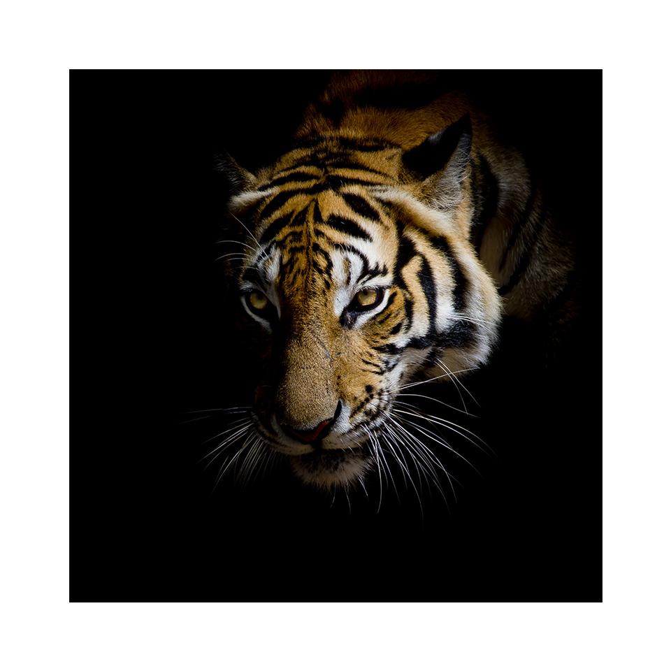 5D DIY алмазная живопись тигр горный хрусталь картина полная алмазная вышивка животное мозаика искусство вышивка крестиком комплект домашний декор подарок