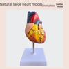 Модель человеческого сердца в натуральную величину для обучения кардиологии и ультразвуковой анатомии