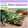 Organic - Garlic-Chives - 100 Seeds - Allium Tuberosum