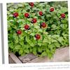 Resin Ladybug Garden Stakes 10Pcs Decorative Outdoor Art for Spring Decor Ladybug Lawn Ornaments Garden Decorations for Home and Patio
