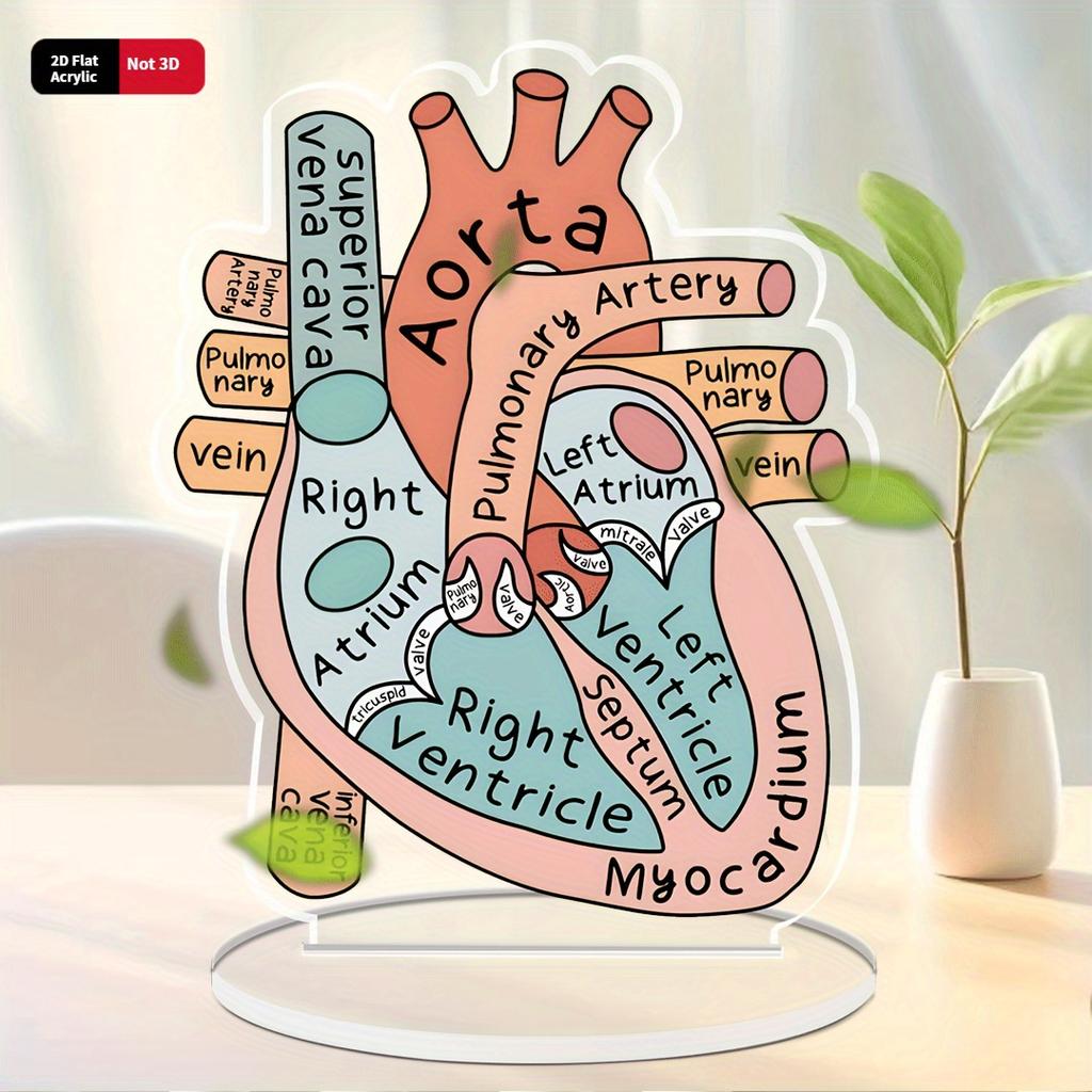2D Модель Анатомии Сердца из Акрила - Образовательный и Декоративный Учебный Инструмент для Дома, Офиса, Класса, Клиники, Медицинского Кабинета