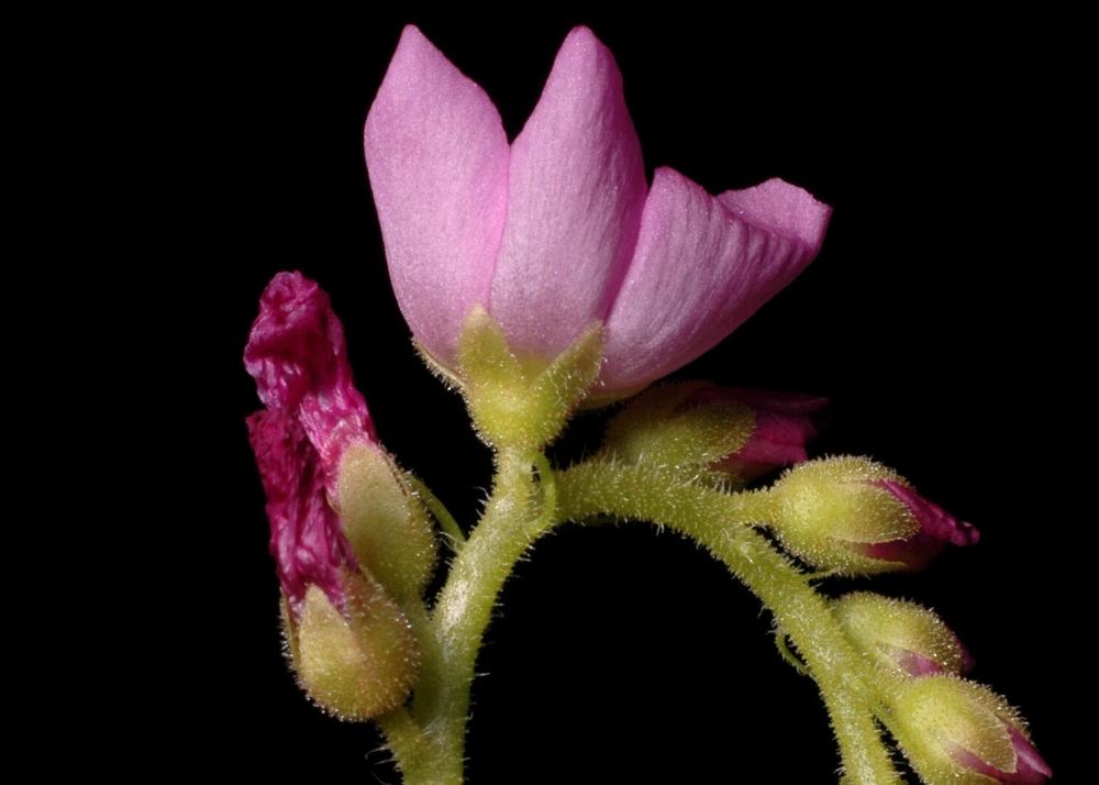 SAFLAX Росянка африканская - 200 семян - Drosera capensis