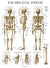 Palace Learning Muscle Skeleton Nervous System Anatomy Poster Set Muscular and Skeletal System Anatomy Charts X 3-Pack - + + - - Laminated, 18" 24"
